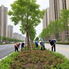 beat365 平顶山市政道路绿化常用苗木